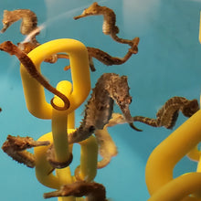 Load image into Gallery viewer, Captive Bred Seahorses
