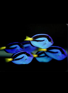 3 Blue Hippo Tang Small  - Saltwater fish  -  *LIMITED TIME Free Shipping*
