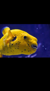 Golden Puffer XL 7”-8”-