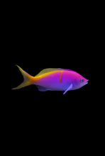 Load image into Gallery viewer, 1 Princess Anthias 2-3”- Saltwater Fish  *LIMITED Free Shipping*
