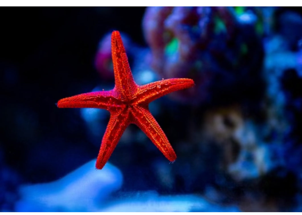 Red Fromia Starfish