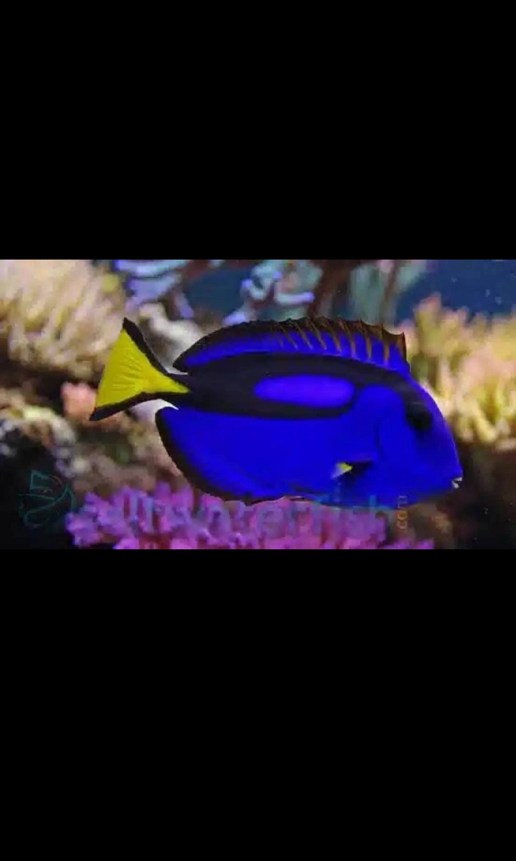 Blue Hippo Tang - Large 4“-4.5”- Saltwater Fish