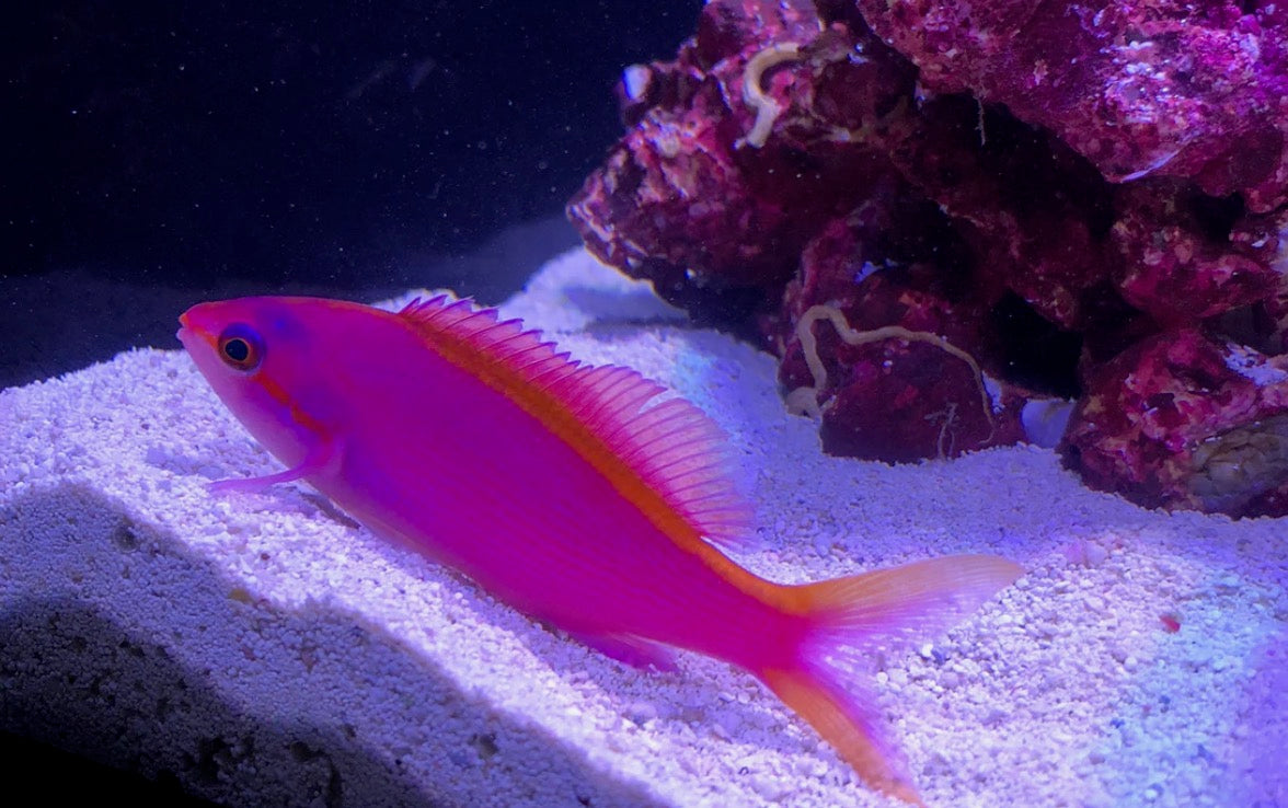 Purple Queen Anthias (Pseudanthias Tuka) – Exotic Marine Life