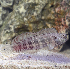 2 Sailfin/Algae Blenny
(Salarias fasciatus)