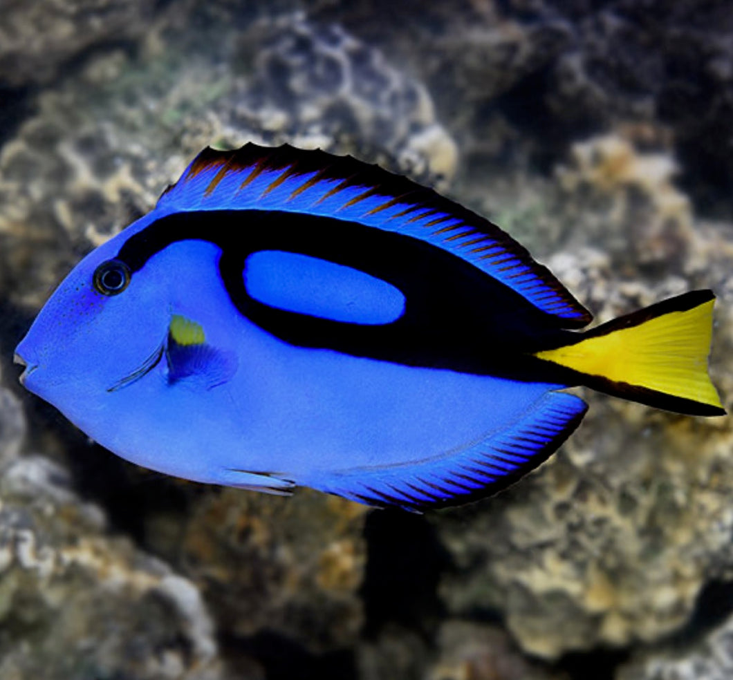 Blue Tang (Paracanthurus hepatus)