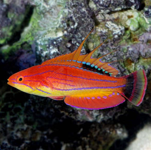 2 Carpenter's Flasher Wrasse
(Paracheilinus carpenteri)