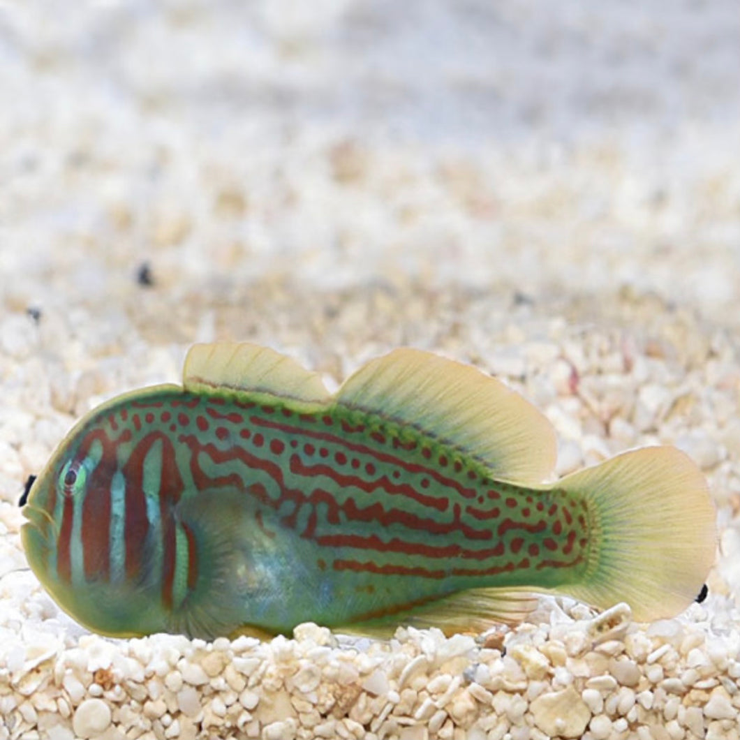 2 Green Clown Gobys (Gobiodon atrangulatus)