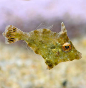 2 Aiptasia Eating Filefish
(Acreichthys tomentosus)