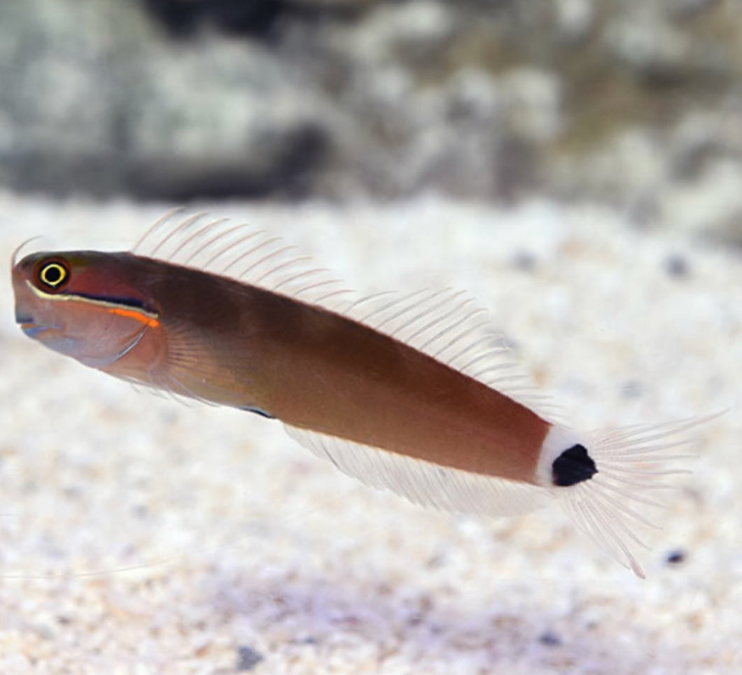 3 Tail Spot Blenny
(Ecsenius stigmatura)