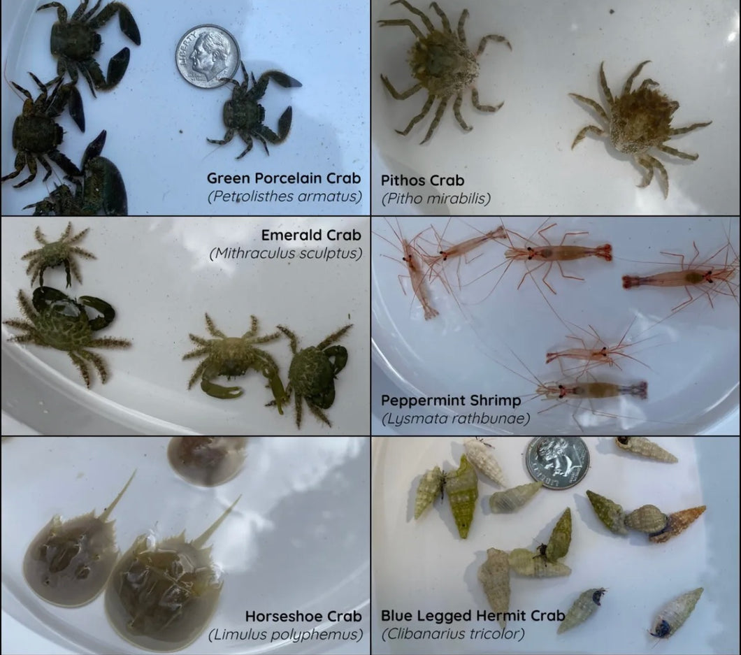 Aquarium Cleaning Crews-Pick 4 (Please Read Description)