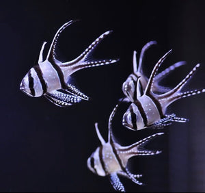 2 Banggai Cardinals (Pterapogon kauderni)