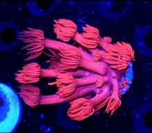 Load image into Gallery viewer, Hot Pink Gonipora Frag
