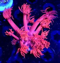 Load image into Gallery viewer, Hot Pink Gonipora Frag
