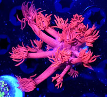 Load image into Gallery viewer, Hot Pink Gonipora Frag
