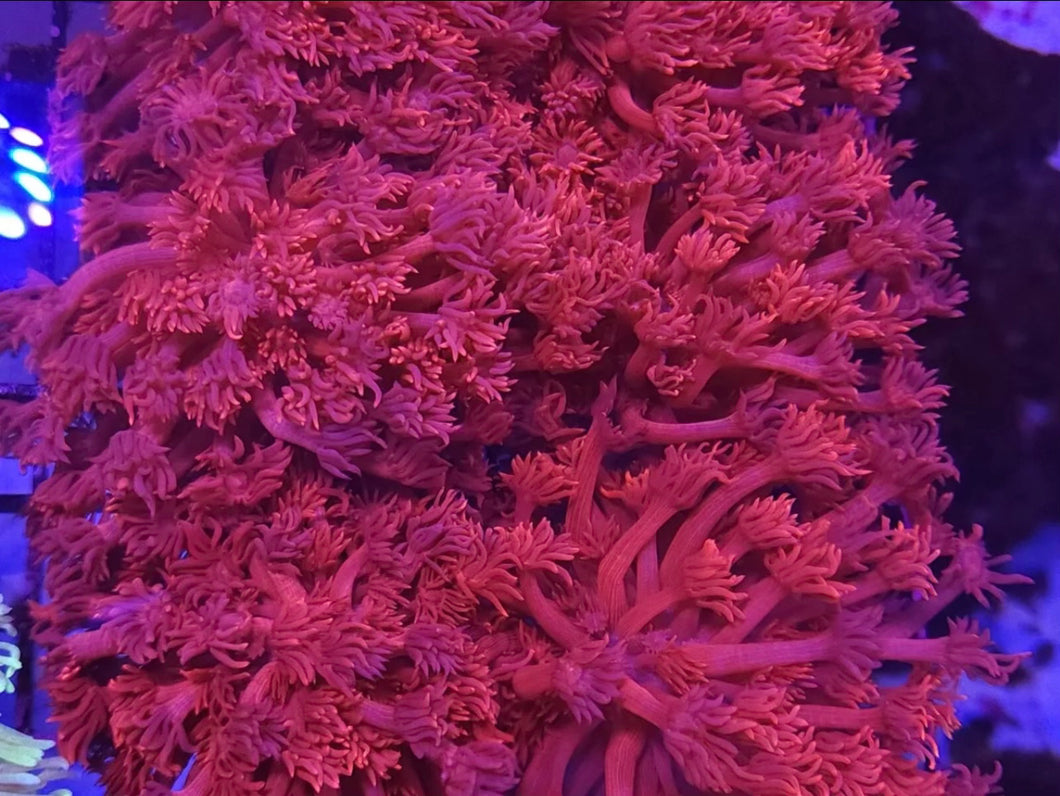 Pink Pastel Goniopora