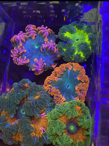 10 Pack Ultra Rock Flower Anemones!