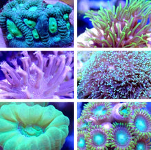 Load image into Gallery viewer, 8 Assorted Coral Frag Pack
