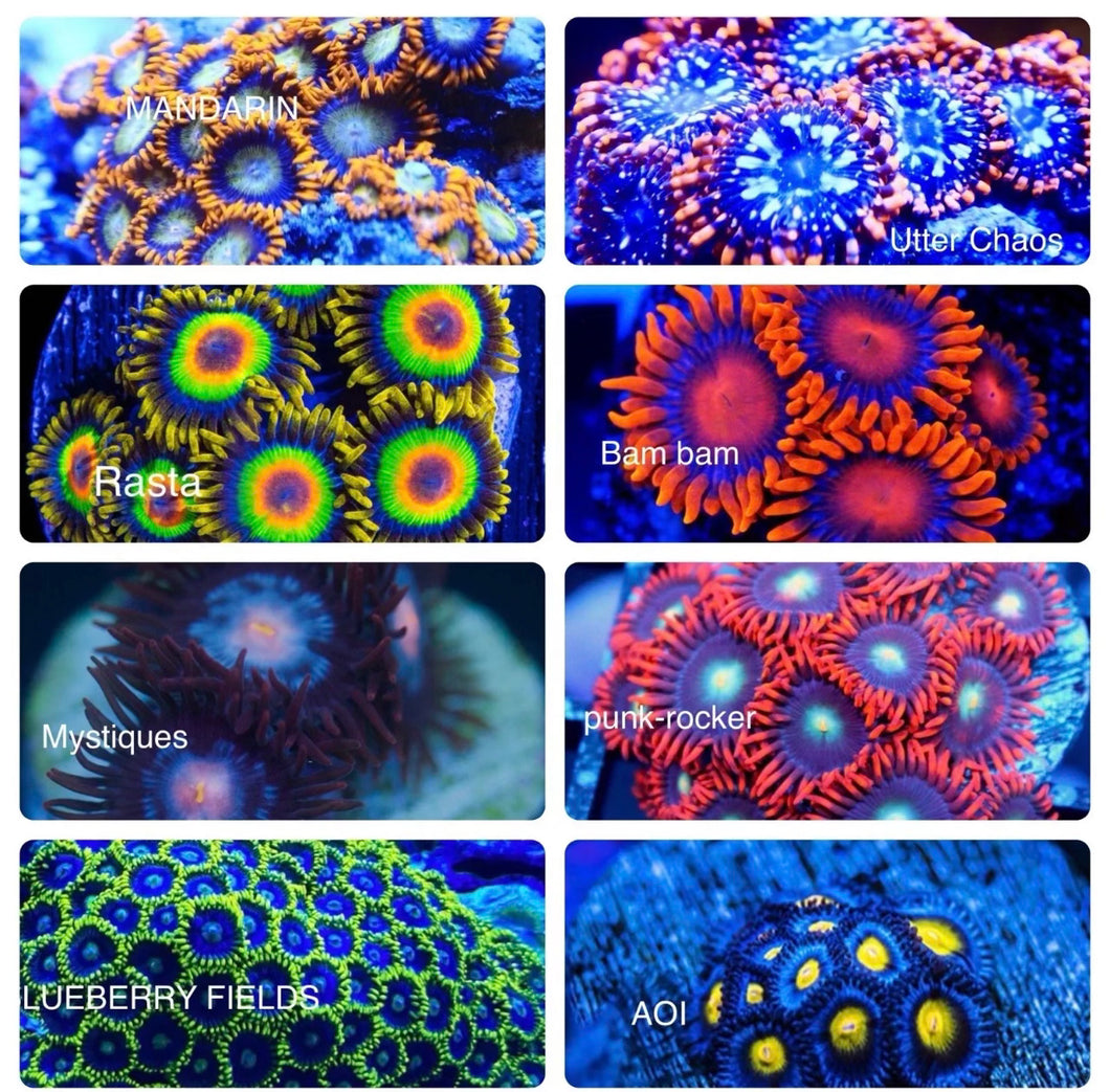 8 Coral Frag Pack (Mixed Zoanthids)