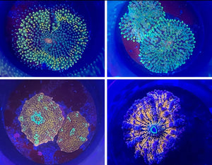 4 Pack Assorted Mushrooms Disco/Ricordeas