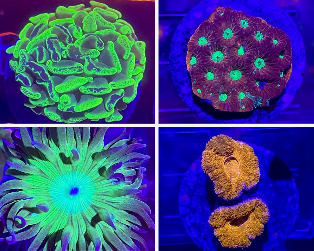 Assorted Stony - Duncan, Acan, Favia, Hammer 8 PACK!