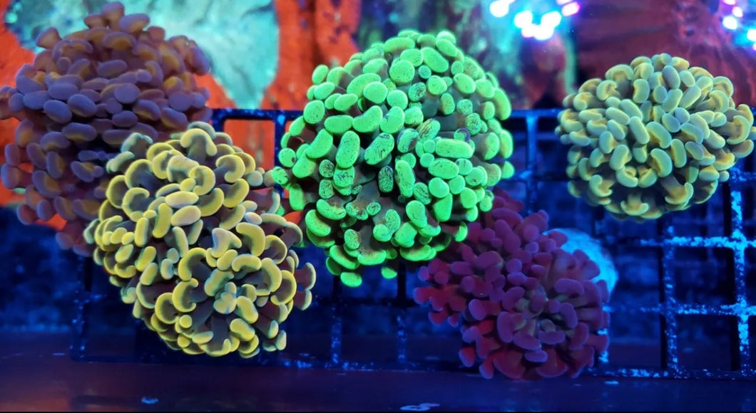 Aqucultured Branching Hammer 5 Pack