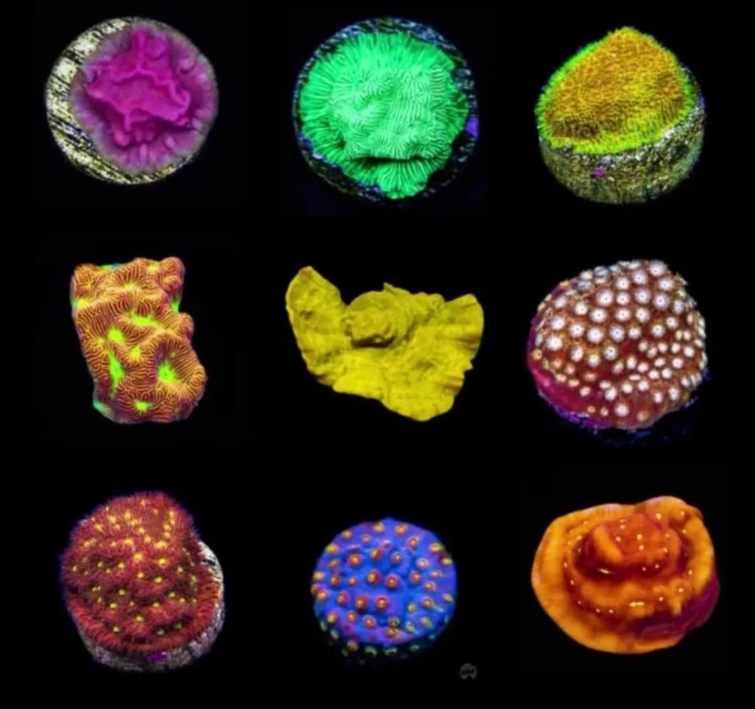 Mystery Encruster Frag Pack ~ Live Coral Frag Pack