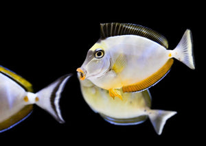 Naso Tang (Naso lituratus)