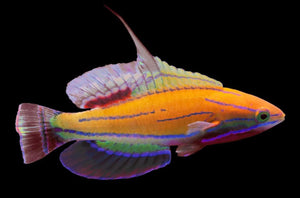 McCosker Wrasse (Paracheilinus mccoskeri)