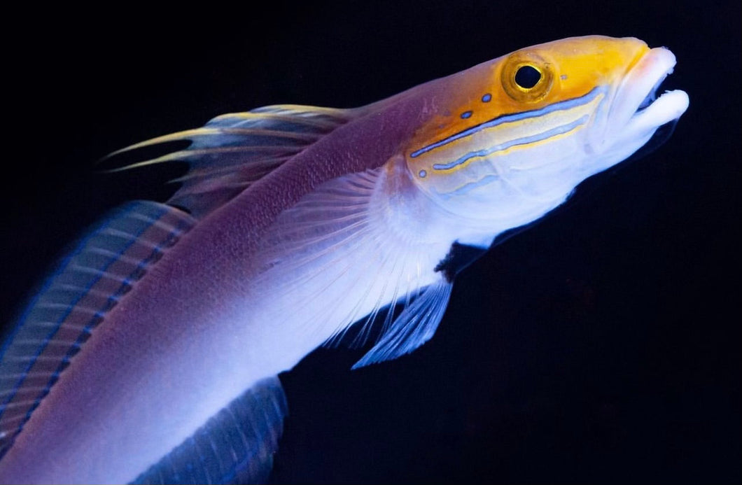 Bella Goby (Valenciennea bella)