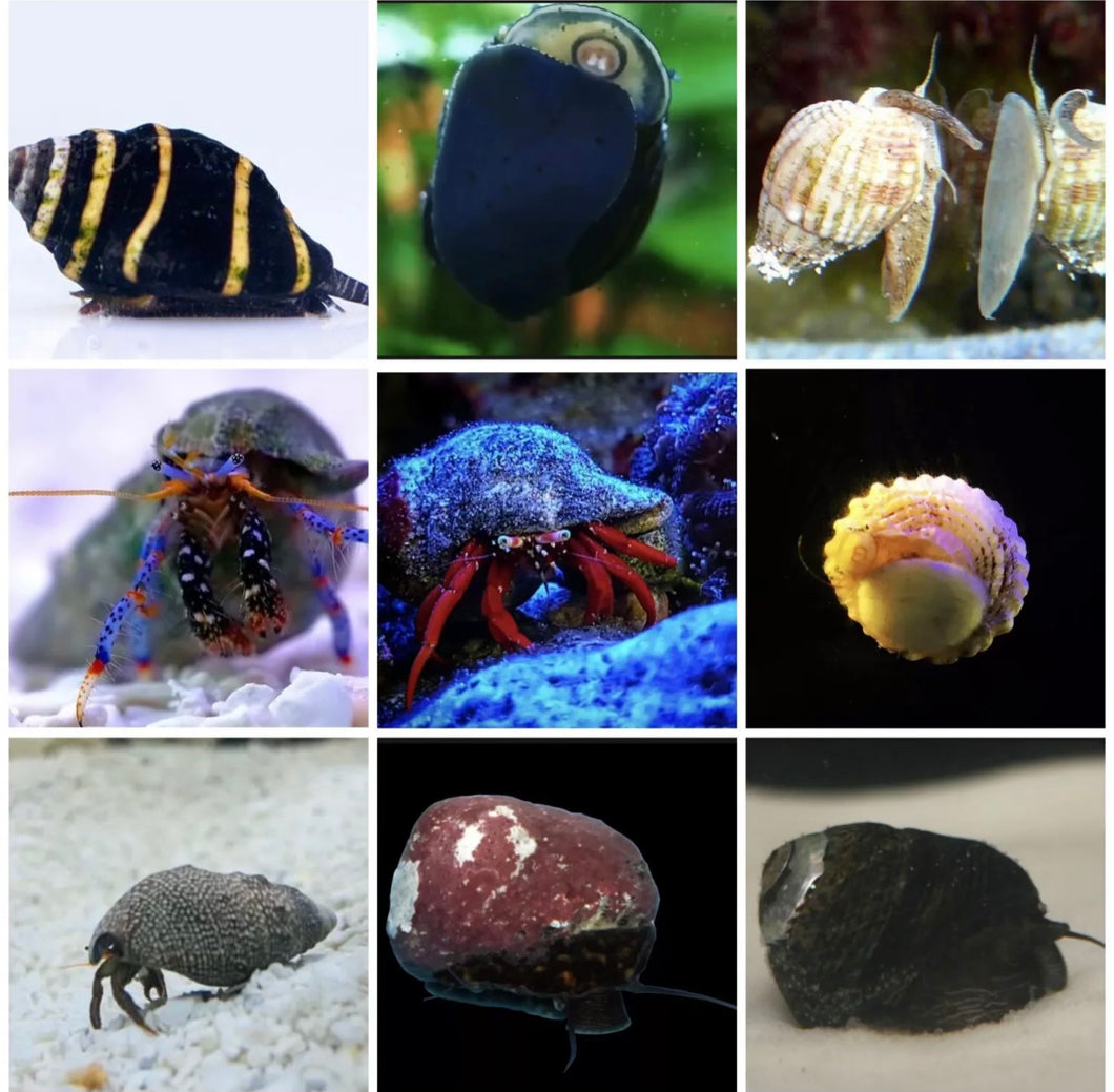 300 Assorted invert snail crew