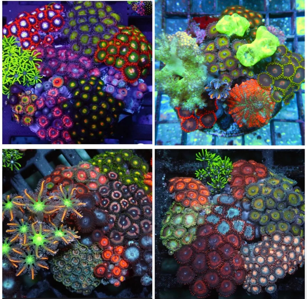 Assorted Paly Combo Rock