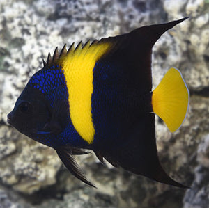 Asfur Angelfish
(Pomacanthus asfur)