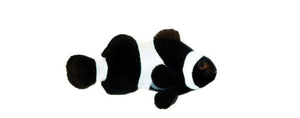2 Black and White Ocellaris