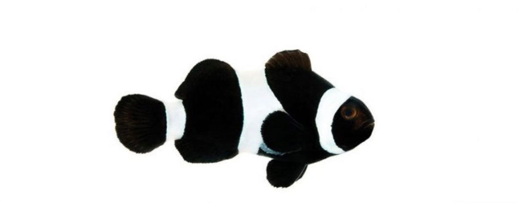 2 Black and White Ocellaris
