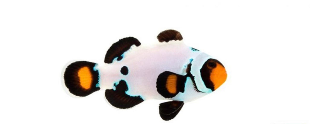 2 Frostbite Clownfish