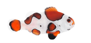 1 Mocha Storm Clownfish