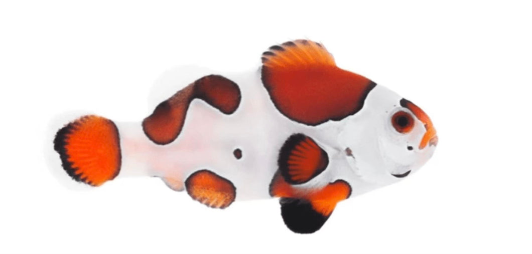1 Mocha Storm Clownfish