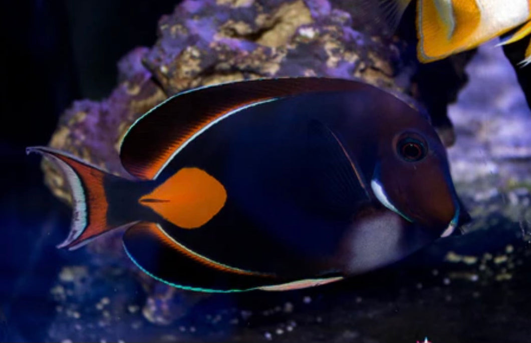 Achilles Tang - Lg/XL