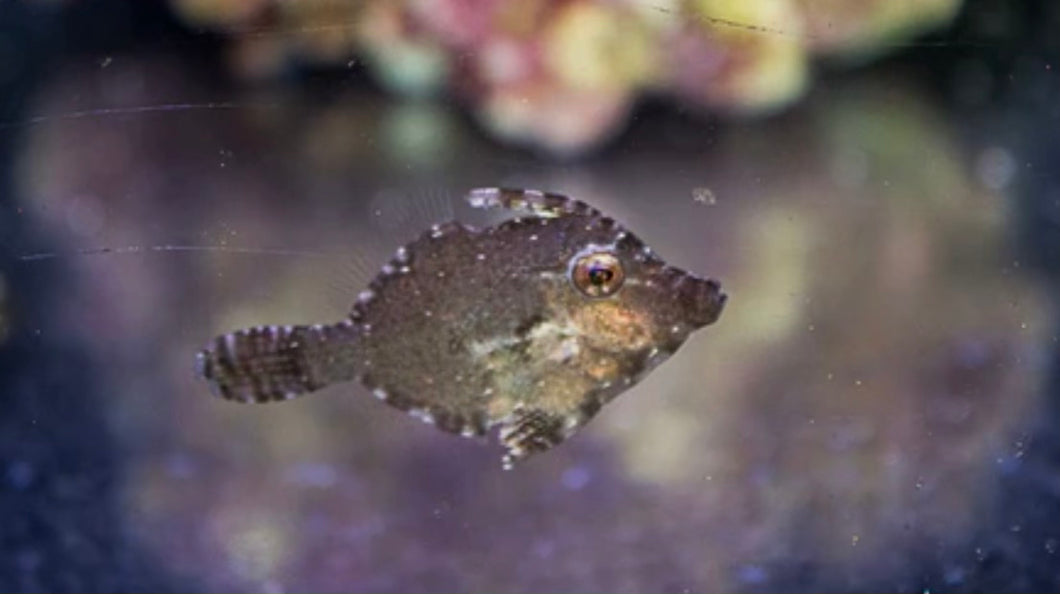 2 Aiptasia Eating FileFish Small/Medium