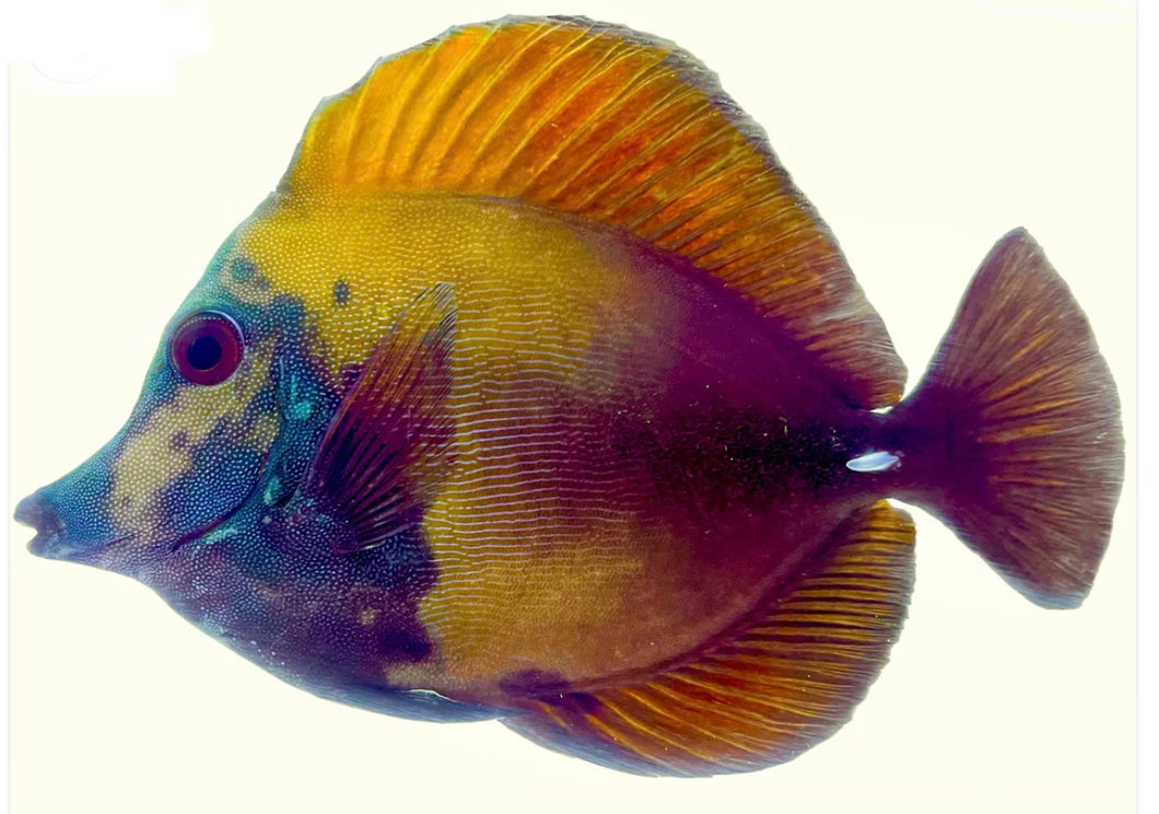 Blue Face Koi Scopas Tang NON-WYSIWYG