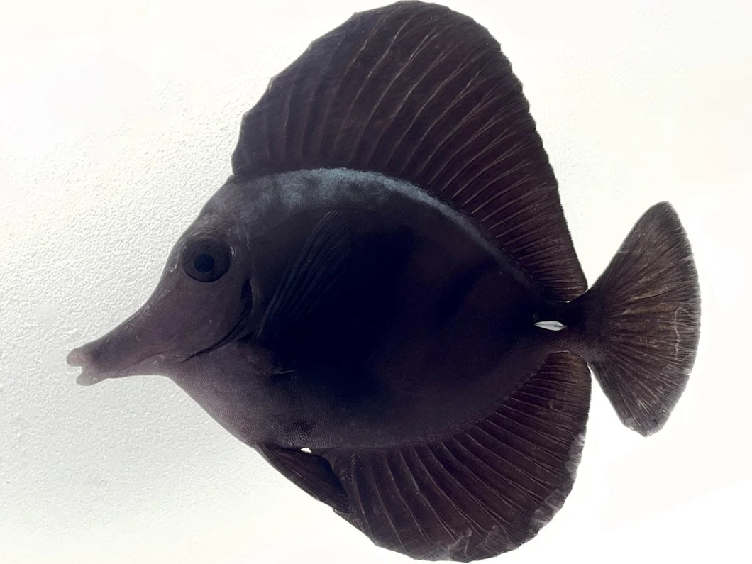 Black Longnose Tang