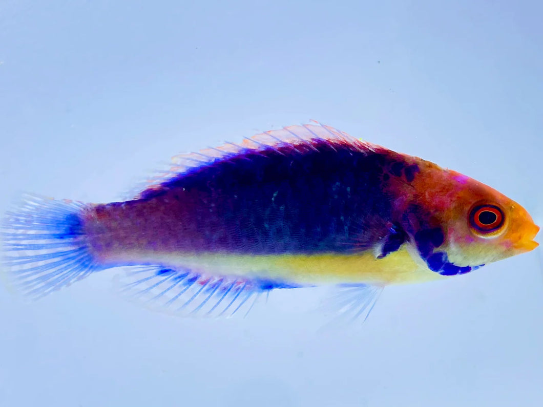 Blue side Fairy Wrasse