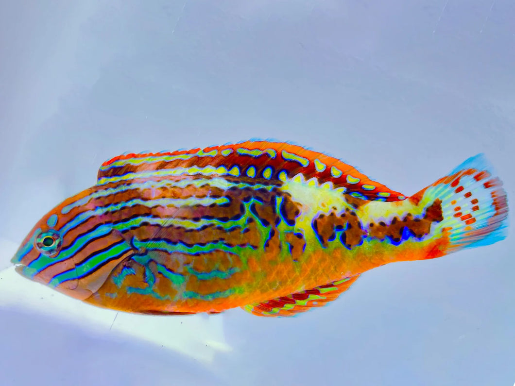 Blue Star Leopard Wrasse Male