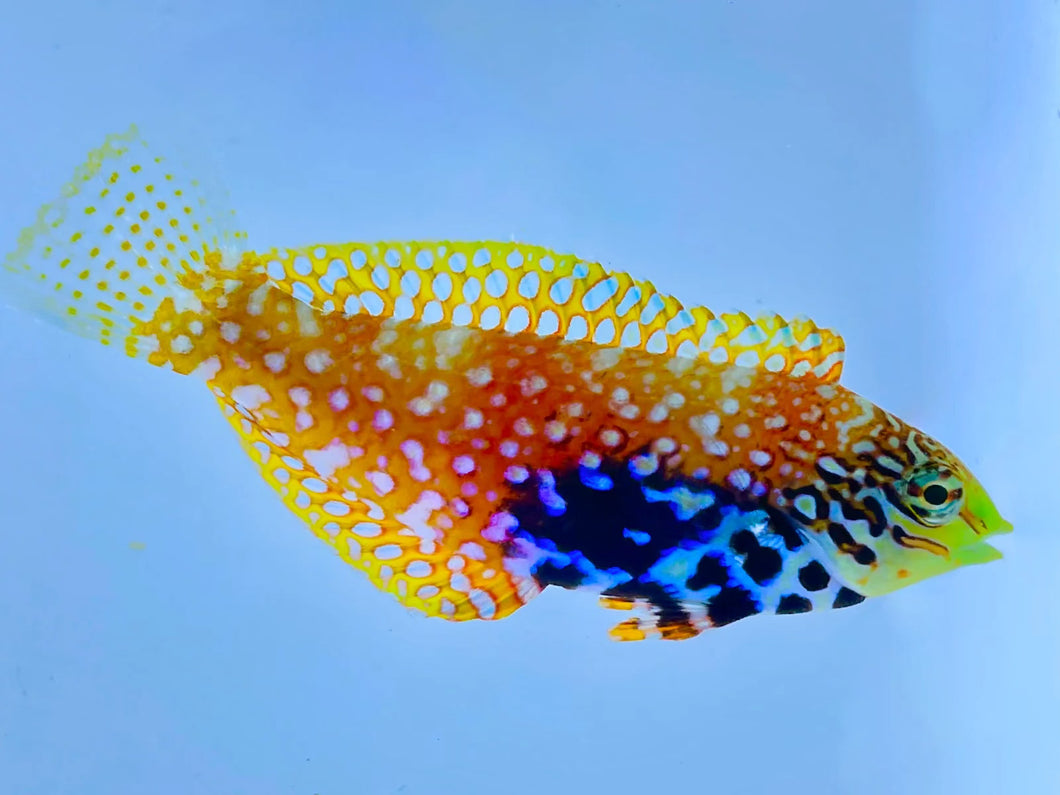Blue Star Leopard Wrasse