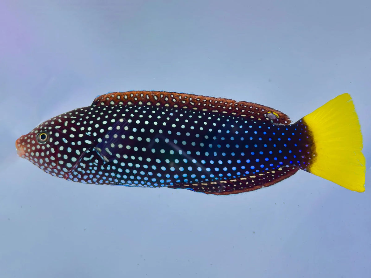 Yellowtail Wrasse – Exotic Marine Life