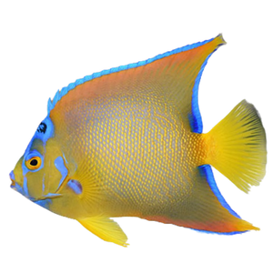 Queen Angelfish (Large 5-7 inches)