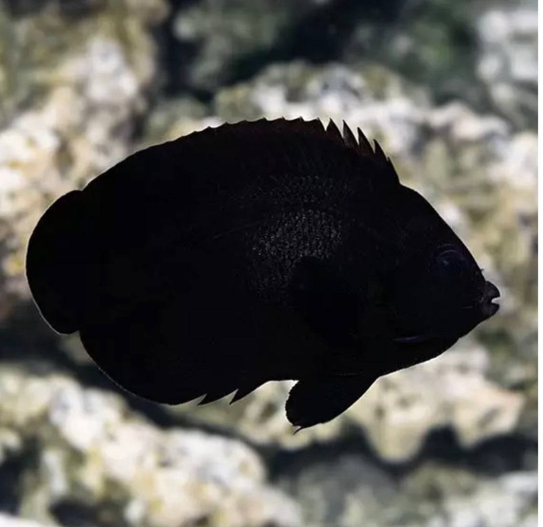 Black Nox Angelfish
