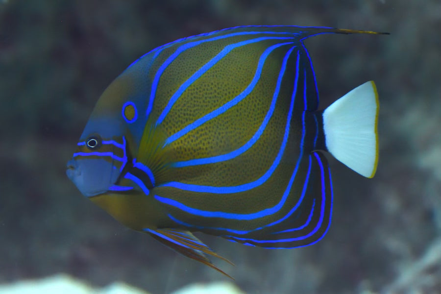 Annularis Angelfish