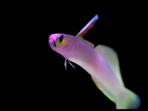 Helfrichi Firefish