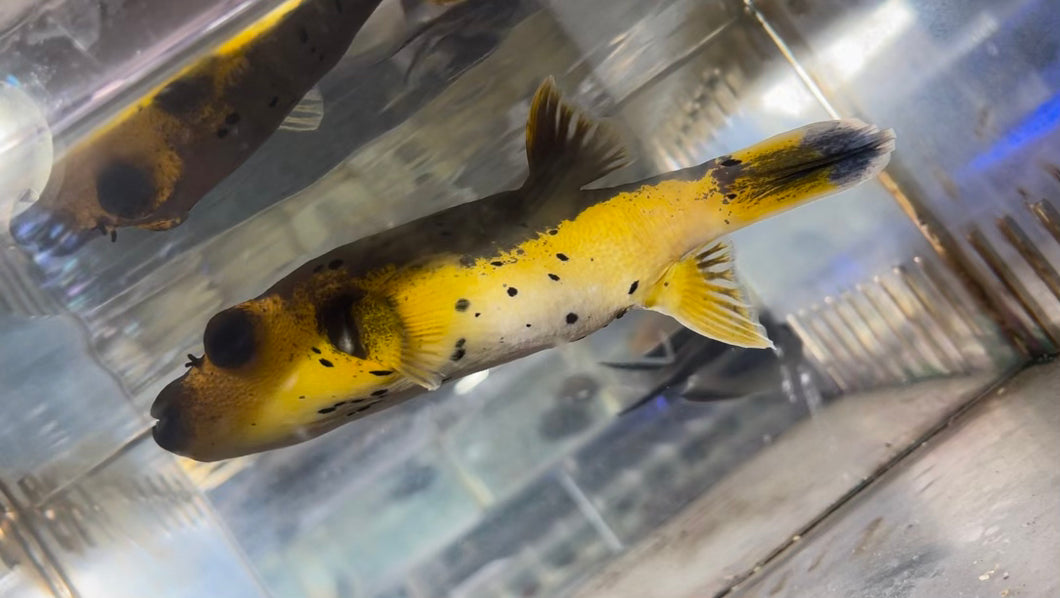 Yellow Belly Puffer